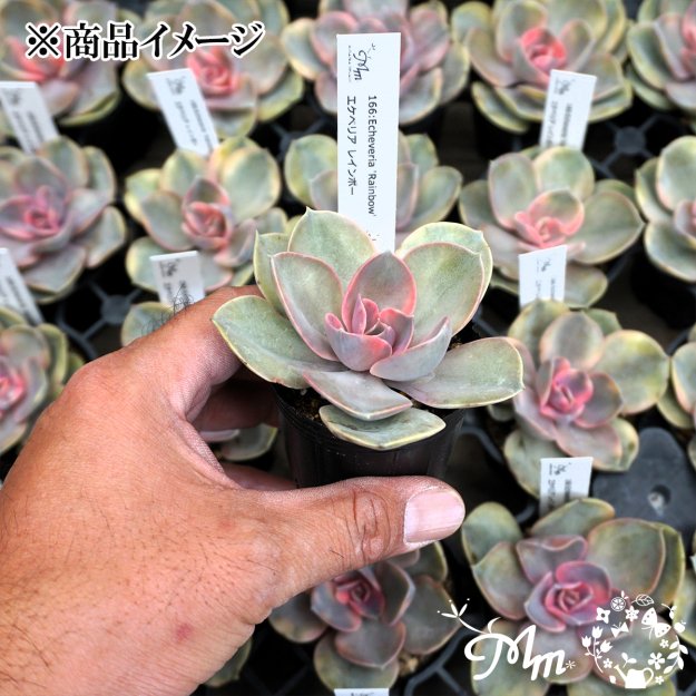 166:Echeveria 'Rainbow' (エケベリア レインボー)６㎝ポット[多肉植物] | 花苗・野菜苗の販売 ザ・ガーデンパーティー