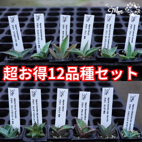 お買い得 限定】Agave アガベ 人気12品種セット 実生苗 パリー