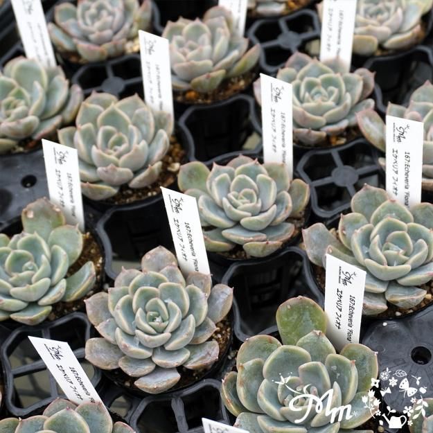 フィオナ錦　ビッグサイズ　多肉植物　エケベリア 多肉図鑑】フィオナ、ピオリス（エケベリア属）