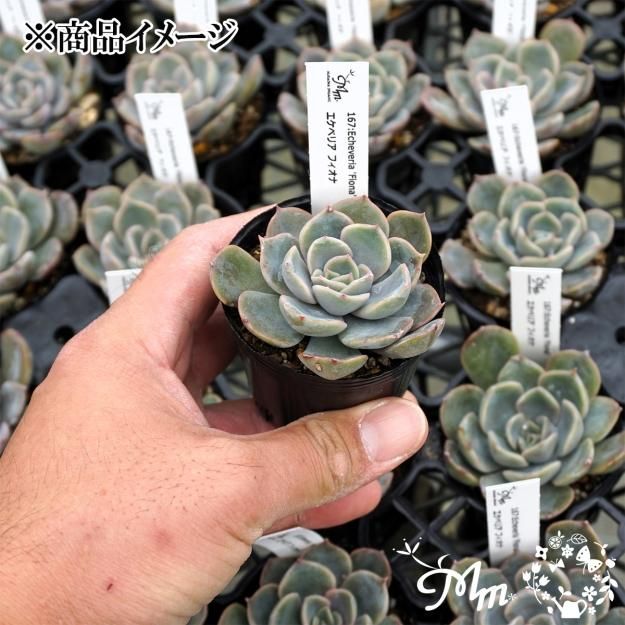 167:Echeveria 'Fiona' (エケベリア フィオナ)6㎝ポット[多肉