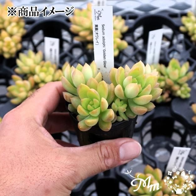 Sedum adolphi 'Golden Glow' (セダム 黄麗(オウレイ))6