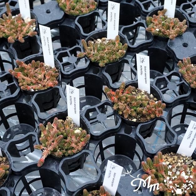Sedum 'Sexangulare' (セダム サクサグラレ)6㎝ポット[多肉植物