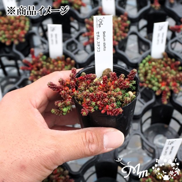 Sedum 'Stefco' (セダム ステフコ)６㎝ポット[多肉植物] | 花苗・野菜苗の販売 ザ・ガーデンパーティー