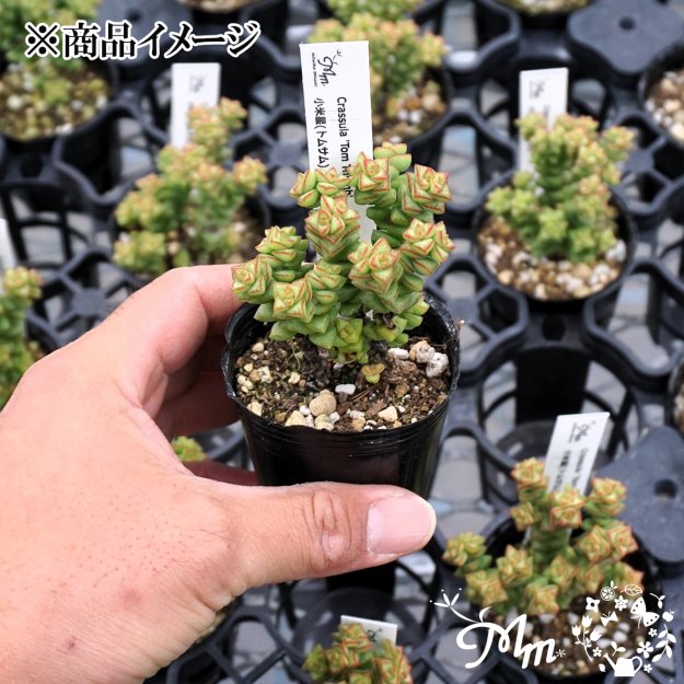 Crassula 'Tom Thumb' (クラッスラ 小米星(トムサム))６㎝ポット[多肉植物] | 花苗・野菜苗の販売 ザ・ガーデンパーティー