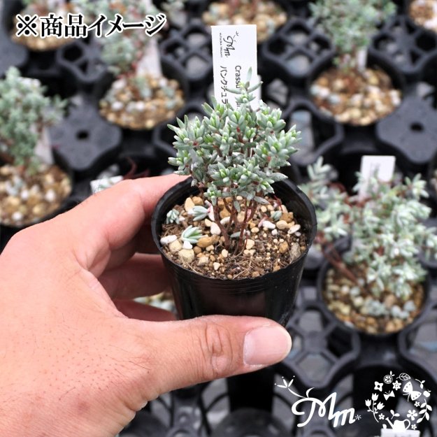 Crassula punctulata (クラッスラ パンクチュラータ)６㎝ポット[多肉植物] | 花苗・野菜苗の販売 ザ・ガーデンパーティー