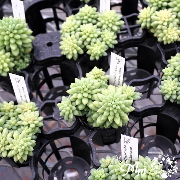 その他多肉植物 Cranky Ohgi Nursery] Sceletium sp. SB661 Brandriver | 多肉植物