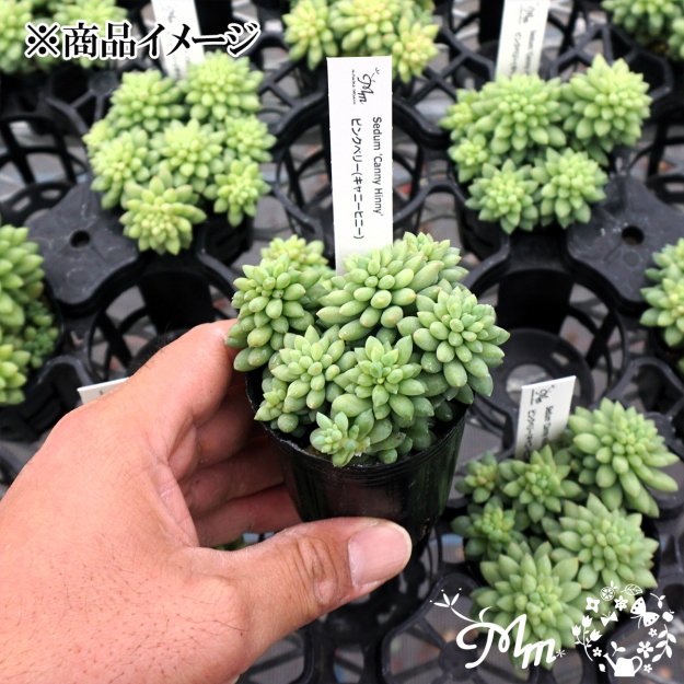 Sedum 'Canny Hinny' (セダム ピンクベリー(キャニーヒニー))６㎝ポット[多肉植物] | 花苗・野菜苗の販売 ザ・ガーデンパーティー