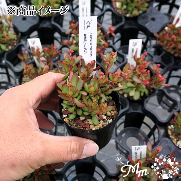 Crassula radicans (クラッスラ 紅稚児(ベニチゴ))６㎝ポット[多肉植物] | 花苗・野菜苗の販売 ザ・ガーデンパーティー