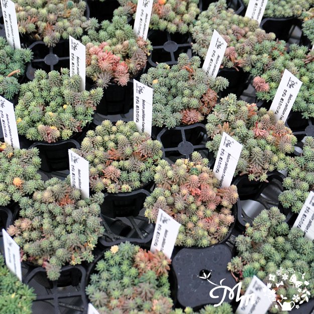 Sedum pallidum f.variegata (セダム 斑入りパリダム)６㎝ポット[多肉植物] | 花苗・野菜苗の販売 ザ・ガーデンパーティー