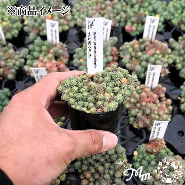 Sedum pallidum f.variegata (セダム 斑入りパリダム)６㎝ポット[多肉植物] | 花苗・野菜苗の販売 ザ・ガーデンパーティー