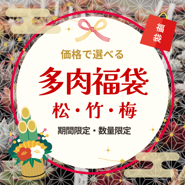 �ڴ��ָ���ʡ�ޡ�18,000��������11,000������̵��2026ǯ1��13���ޤǡۥ����٥ꥢ ʡ�� 3��β��ʤ������٤� [¿����ʪ�������쥹�����ġ����ۼ�] [��¾�ξ��ʤȤ�Ʊ�������Բ�]