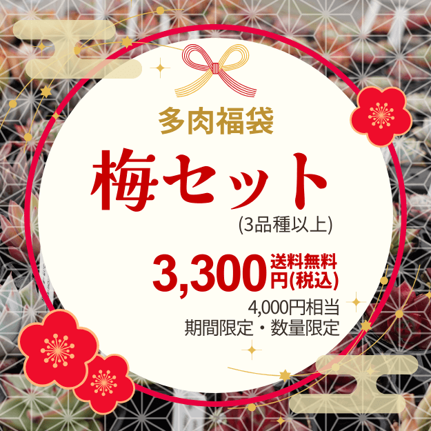 �ڴ��ָ���ʡ�ޡ�18,000��������11,000������̵��2026ǯ1��13���ޤǡۥ����٥ꥢ ʡ�� 3��β��ʤ������٤� [¿����ʪ�������쥹�����ġ����ۼ�] [��¾�ξ��ʤȤ�Ʊ�������Բ�]