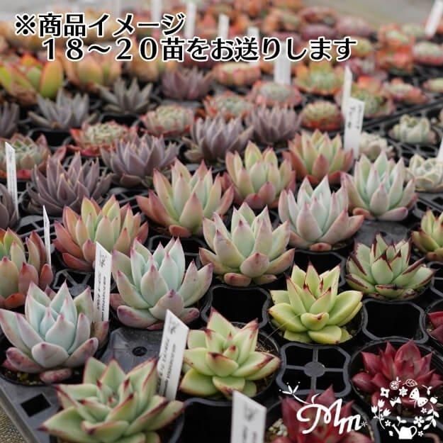 �ڴ��ָ���ʡ�ޡ�18,000��������11,000������̵��2026ǯ1��13���ޤǡۥ����٥ꥢ ʡ�� 3��β��ʤ������٤� [¿����ʪ�������쥹�����ġ����ۼ�] [��¾�ξ��ʤȤ�Ʊ�������Բ�]