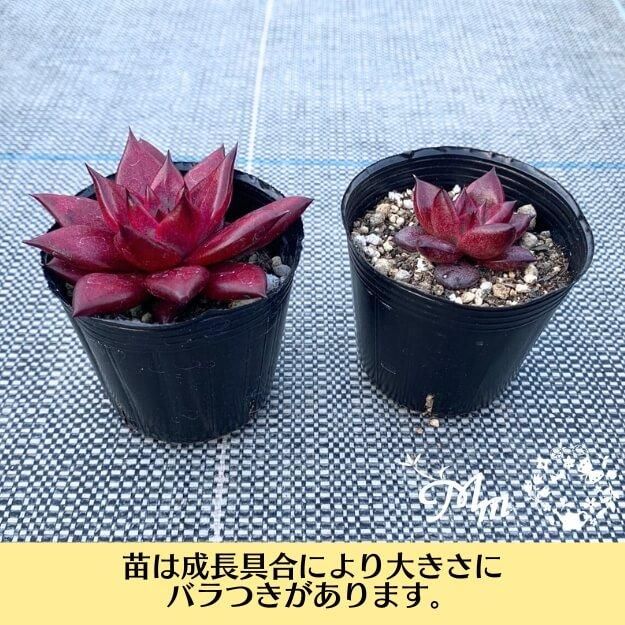 �ڴ��ָ���ʡ�ޡ�18,000��������11,000������̵��2026ǯ1��13���ޤǡۥ����٥ꥢ ʡ�� 3��β��ʤ������٤� [¿����ʪ�������쥹�����ġ����ۼ�] [��¾�ξ��ʤȤ�Ʊ�������Բ�]