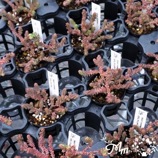 Sedum 'Lavender' (セダム ラベンダー)6㎝ポット[多肉植物