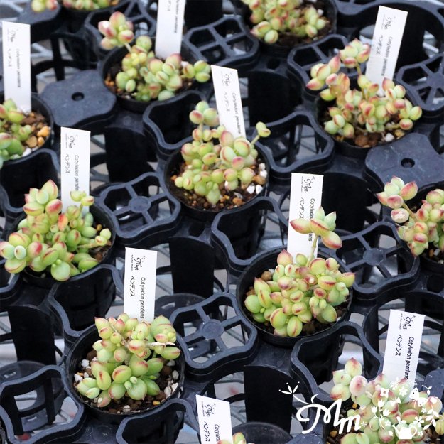 Cotyledon pendens (コチレドン ペンデンス)６㎝ポット[多肉植物] | 花苗・野菜苗の販売 ザ・ガーデンパーティー