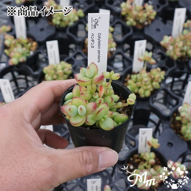 Cotyledon pendens (コチレドン ペンデンス)６㎝ポット[多肉植物] | 花苗・野菜苗の販売 ザ・ガーデンパーティー