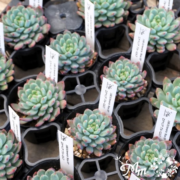 168:Echeveria 'Blue Elf' (٥ꥢ  ֥롼)ѥݥå[¿ʪ]