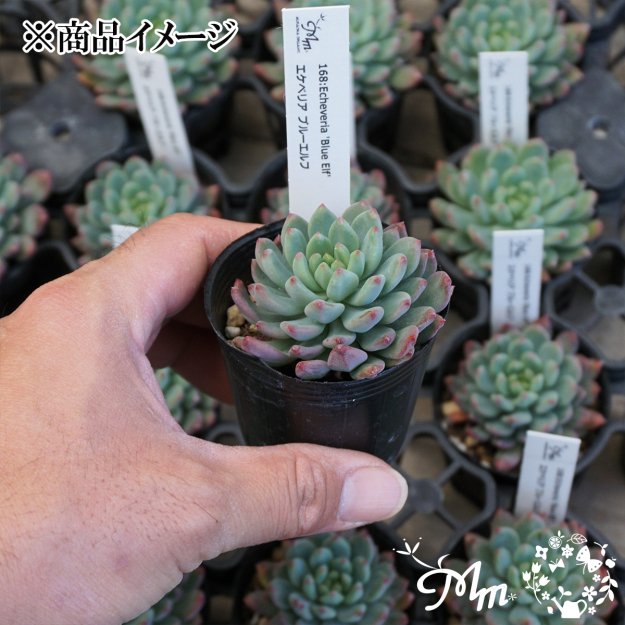 168:Echeveria 'Blue Elf' (エケベリア ブルーエルフ)６㎝ポット[多肉植物] | 花苗・野菜苗の販売 ザ・ガーデンパーティー