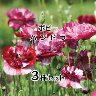 ポピー｜花苗｜花苗・野菜苗の販売 ザ・ガーデンパーティー｜The Garden Party