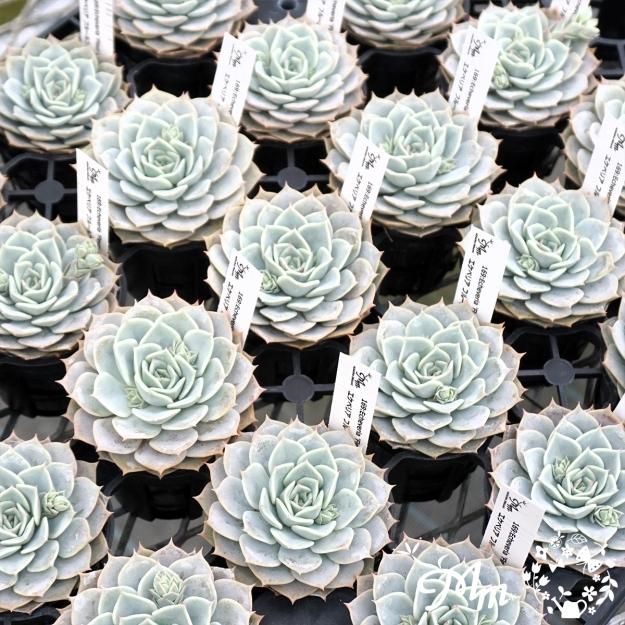多肉植物 バブルキャンディ リエール苗 多肉植物 バブルキャンディ リエール苗