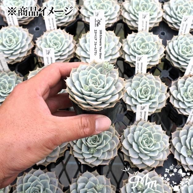 169:Echeveria 'Fleur Blanc' (エケベリア フルールブラン)6