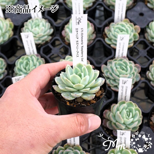 171:Echeveria 'Raspberry Ice' (エケベリア ラズベリーアイス)６㎝ポット[多肉植物] | 花苗・野菜苗の販売  ザ・ガーデンパーティー