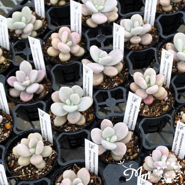 182:Graptopetalum 'Amethystinum' (ץȥڥ ᥸̥(᥸ƥʥ)ѥݥå[¿ʪ]