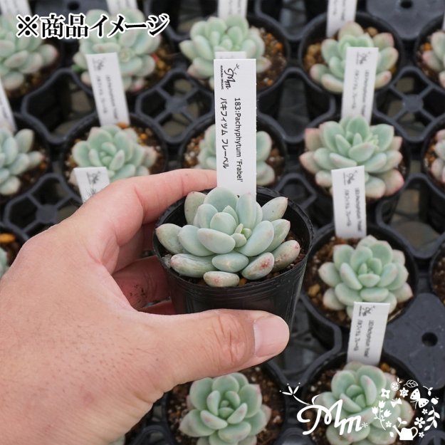 183:Pachyphytum 'Frabel' (パキフィツム フレーベル)６㎝ポット[多肉植物] | 花苗・野菜苗の販売 ザ・ガーデンパーティー