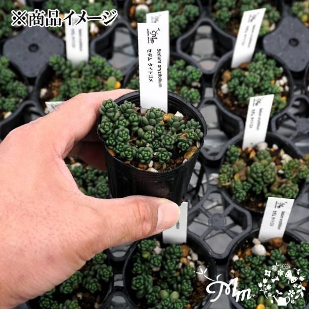 Sedum oryzifolium (セダム タイトゴメ)6㎝ポット[多肉植物