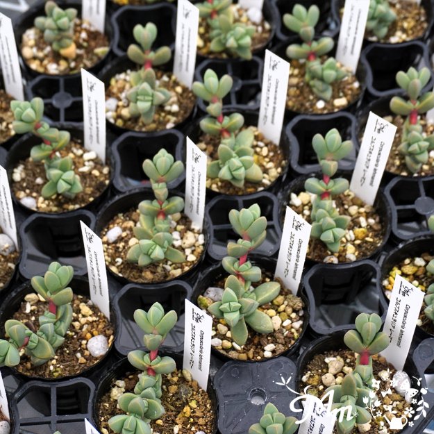 Corpuscularia lehmannii (コルプスキュラリア レーマニー)６㎝ポット[多肉植物] | 花苗・野菜苗の販売 ザ・ガーデンパーティー