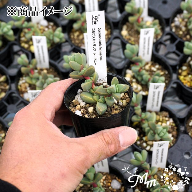 Corpuscularia lehmannii (コルプスキュラリア レーマニー)６㎝ポット[多肉植物] | 花苗・野菜苗の販売 ザ・ガーデンパーティー