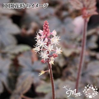 商品検索 - 花苗・野菜苗の販売 ザ・ガーデンパーティー｜The Garden Party