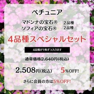 ペチュニアの苗の商品一覧をみる