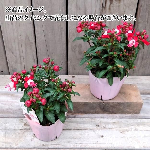 フクシア 苗 N1 フクシア 苗 N1