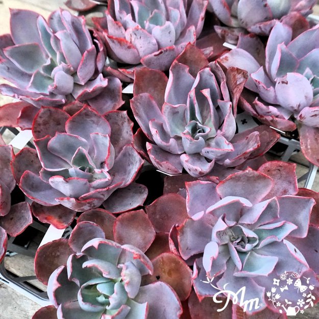 ڿ̸ꡦζäǤääǥ٥ꥢ013:Echeveria 'Afterglow'(٥ꥢ ե(ե))10.5ѥݥå[¿ʪ]