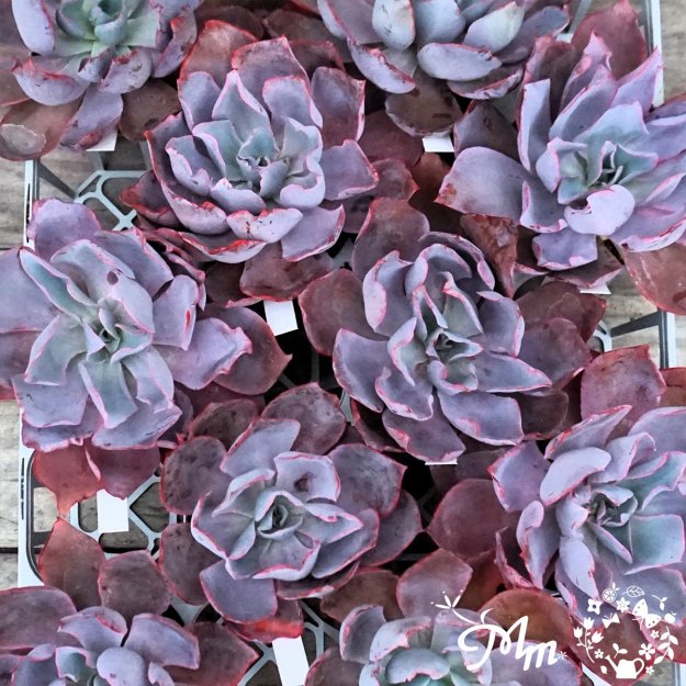 数量限定・農場の隅っこでこっそり育ったデカベリア】013:Echeveria 'Afterglow'(エケベリア  アフターグロー(アフターグロウ))10.5㎝ポット[多肉植物] | 花苗・野菜苗の販売 ザ・ガーデンパーティー