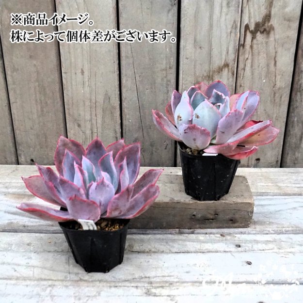 数量限定・農場の隅っこでこっそり育ったデカベリア】013:Echeveria 'Afterglow'(エケベリア  アフターグロー(アフターグロウ))10.5㎝ポット[多肉植物] | 花苗・野菜苗の販売 ザ・ガーデンパーティー