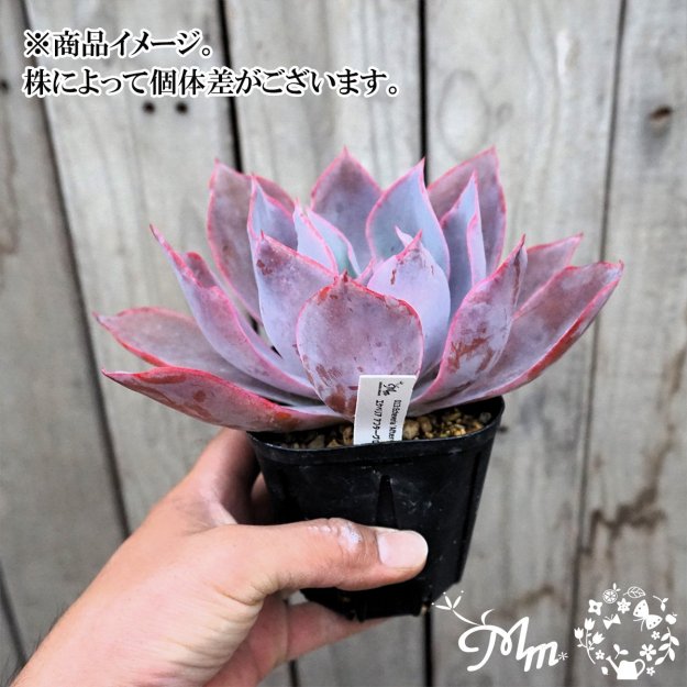 ڿ̸ꡦζäǤääǥ٥ꥢ013:Echeveria 'Afterglow'(٥ꥢ ե(ե))10.5ѥݥå[¿ʪ]