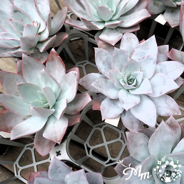 数量限定・農場の隅っこでこっそり育ったデカベリア】053:Echeveria 'White Shadow' (エケベリア ホワイトシャドウ、別名:カンテ)10.5㎝ポット[多肉植物]  | 花苗・野菜苗の販売 ザ・ガーデンパーティー