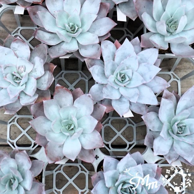 数量限定・農場の隅っこでこっそり育ったデカベリア】053:Echeveria 'White Shadow' (エケベリア ホワイトシャドウ、別名:カンテ)10.5㎝ポット[多肉植物]  | 花苗・野菜苗の販売 ザ・ガーデンパーティー