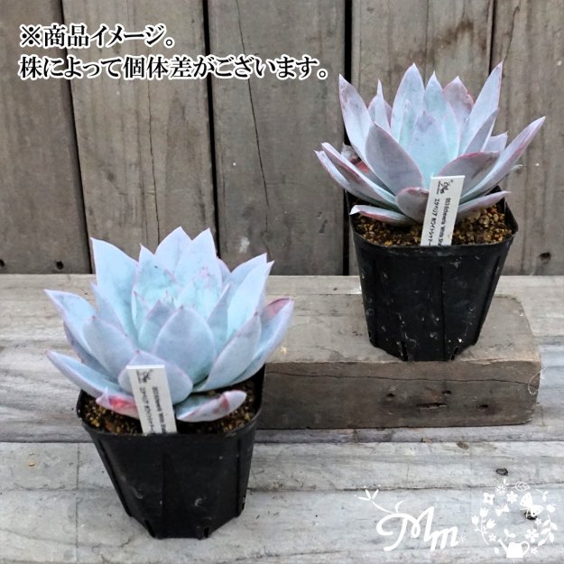 数量限定・農場の隅っこでこっそり育ったデカベリア】053:Echeveria 'White Shadow' (エケベリア ホワイトシャドウ、別名:カンテ)10.5㎝ポット[多肉植物]  | 花苗・野菜苗の販売 ザ・ガーデンパーティー