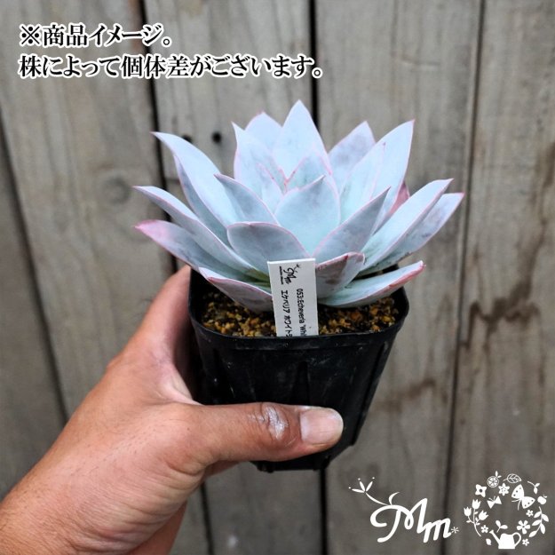 ڿ̸ꡦζäǤääǥ٥ꥢ053:Echeveria 'White Shadow' (٥ꥢ ۥ磻ȥɥ̾:)10.5ѥݥå[¿ʪ]