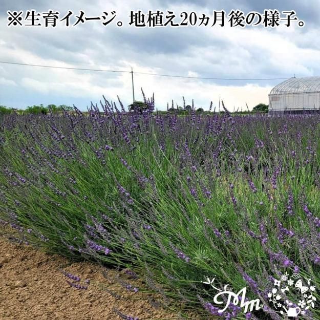 強健で育てやすい】ラベンダー：フェノミナル9㎝ロングポット苗