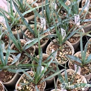 ユッカの苗の商品一覧をみる