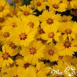 コレオプシスの苗の商品一覧をみる