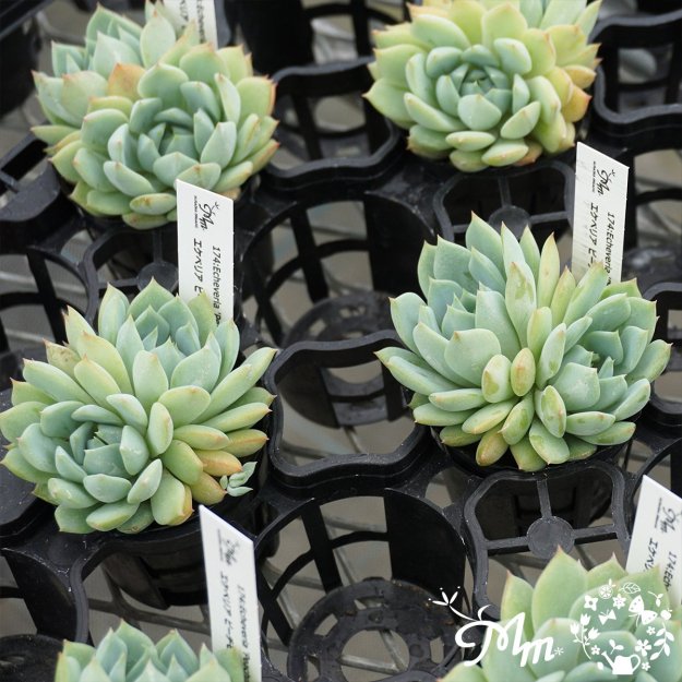 174:Echeveria 'Peachmond'(٥ꥢ ԡ)ѥݥå[¿ʪ]