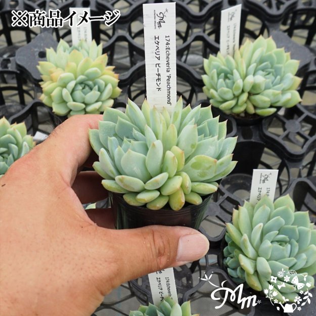 174:Echeveria 'Peachmond'(٥ꥢ ԡ)ѥݥå[¿ʪ]