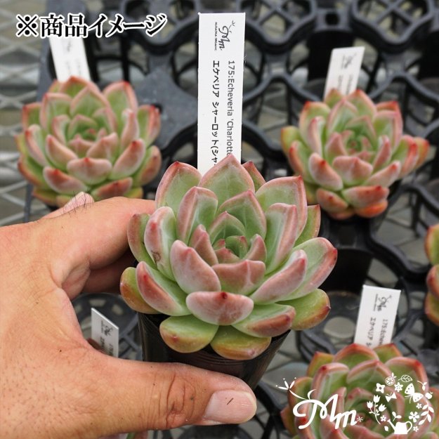 175:Echeveria 'Charlotte'(٥ꥢ 㡼å(㡼åȥ))ѥݥå[¿ʪ]