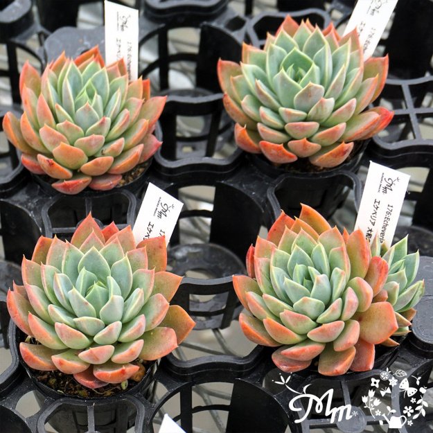 176:Echeveria 'Yamato-no-bara'(٥ꥢ ¤(ޥȥΥХ))ѥݥå[¿ʪ]